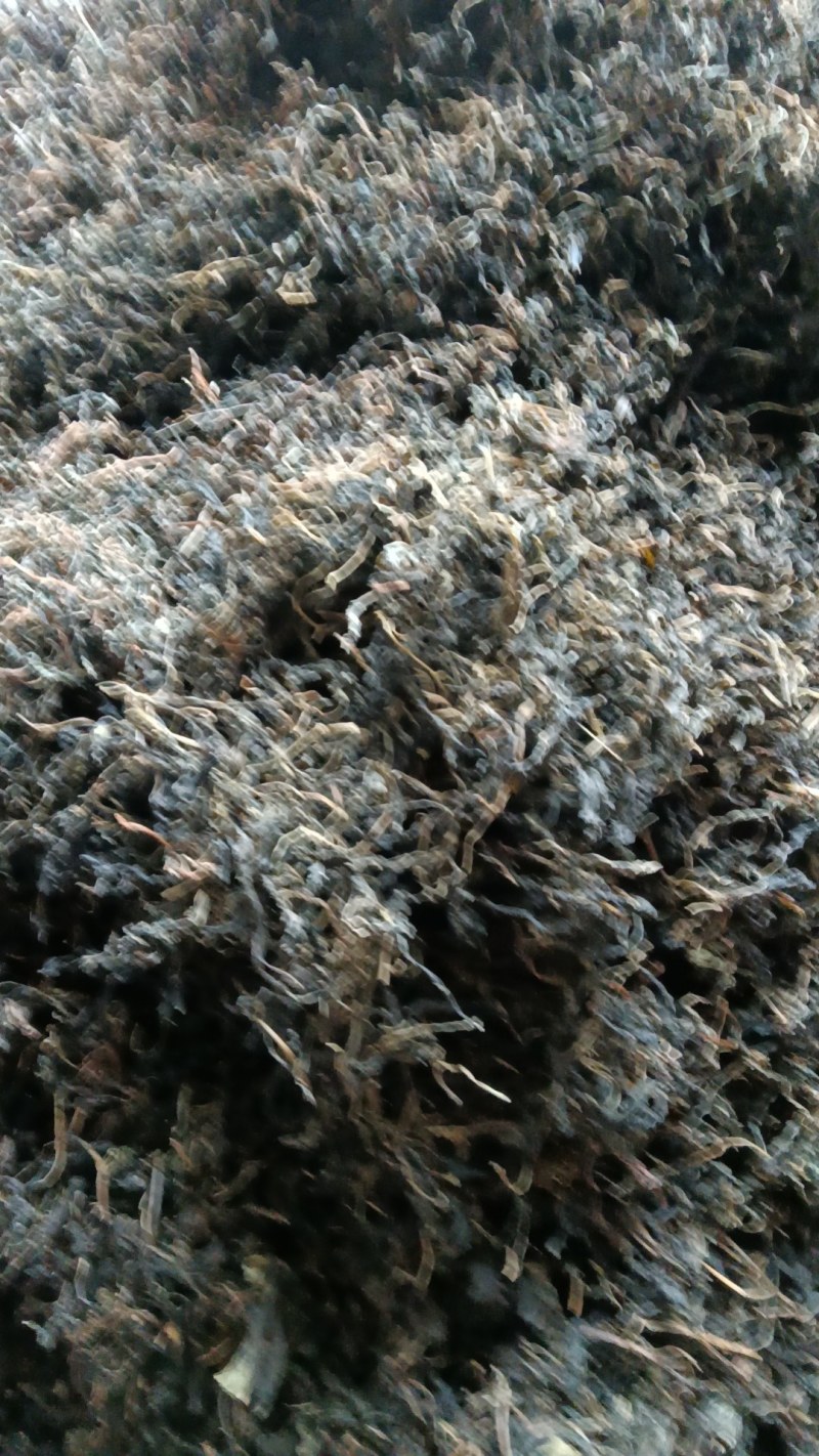 苦斋菜，苦菜干
