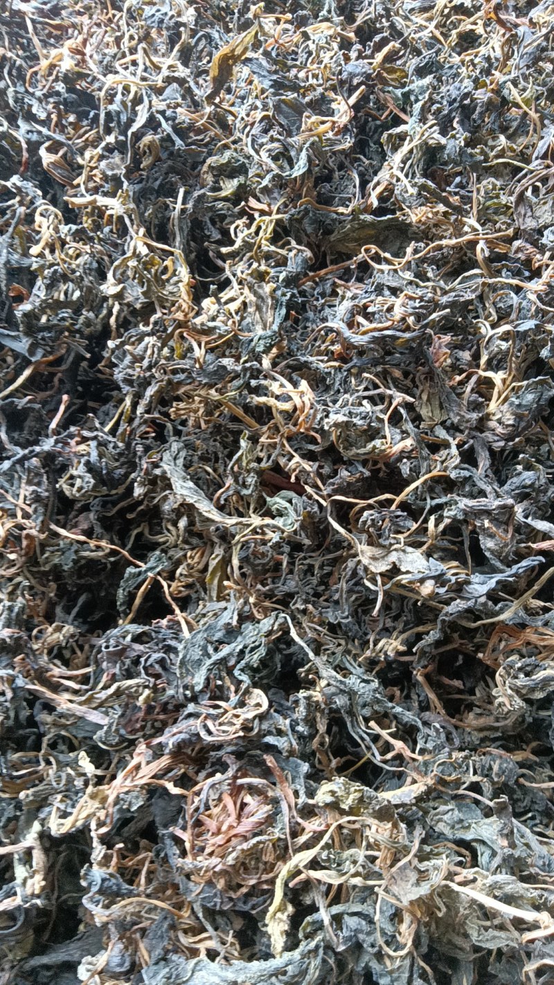 苦斋菜，苦菜干