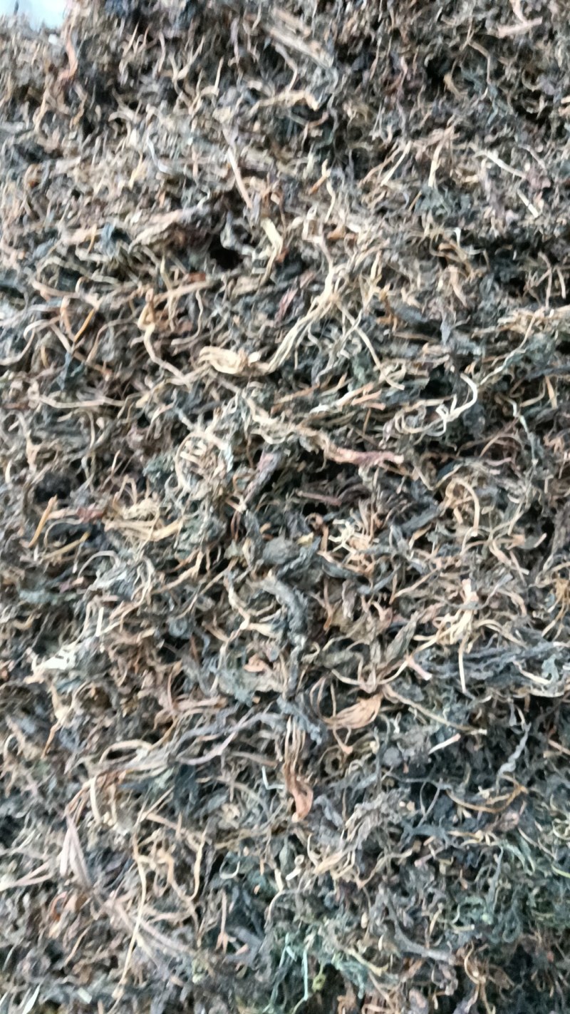 苦斋菜，苦菜干