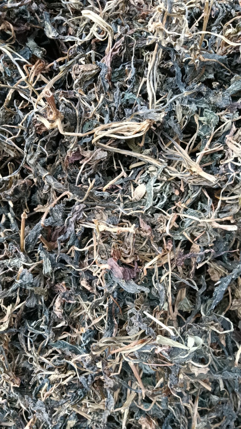 苦斋菜，苦菜干
