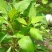 苦斋菜，苦菜干