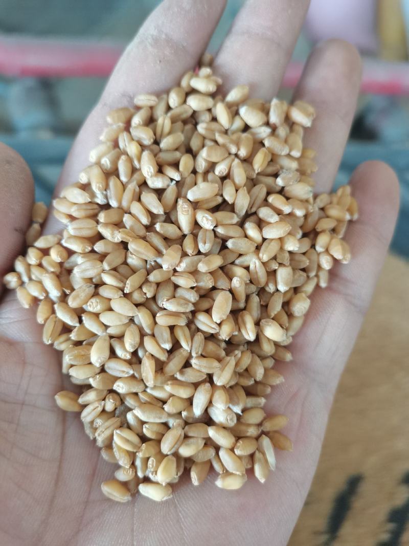 小麦色选小麦净粮小麦