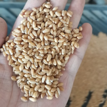 小麦色选小麦净粮小麦