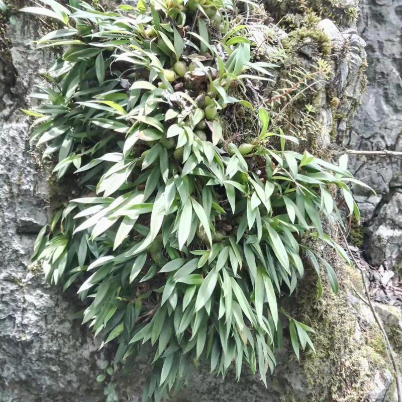 贵州双野生叶小果石橄榄