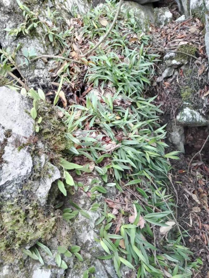 贵州双野生叶小果石橄榄