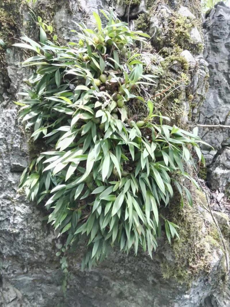贵州双野生叶小果石橄榄