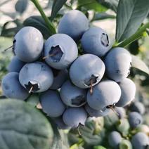 蓝莓苗薄雾绿宝石奥尼尔珠宝莱克西南高露天种植