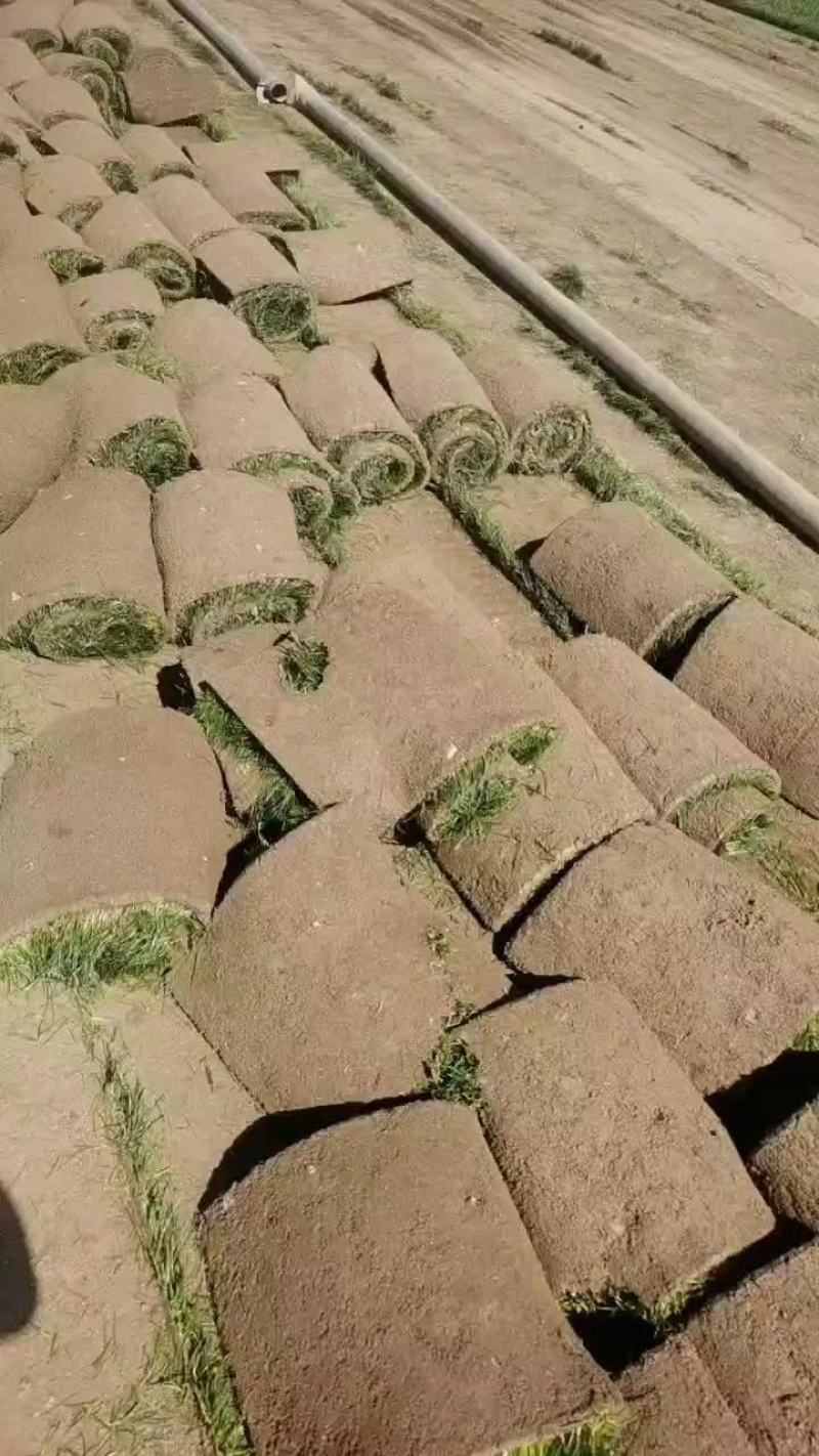 冷季性草坪草皮品质保证大量有货货源充足可视频看货