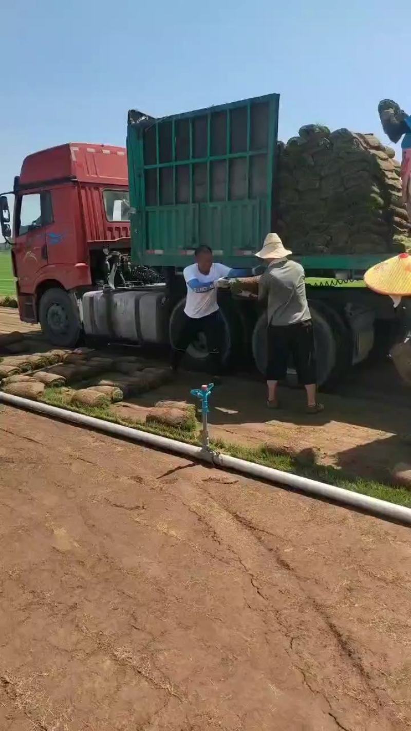 冷季性草坪草皮品质保证大量有货货源充足可视频看货