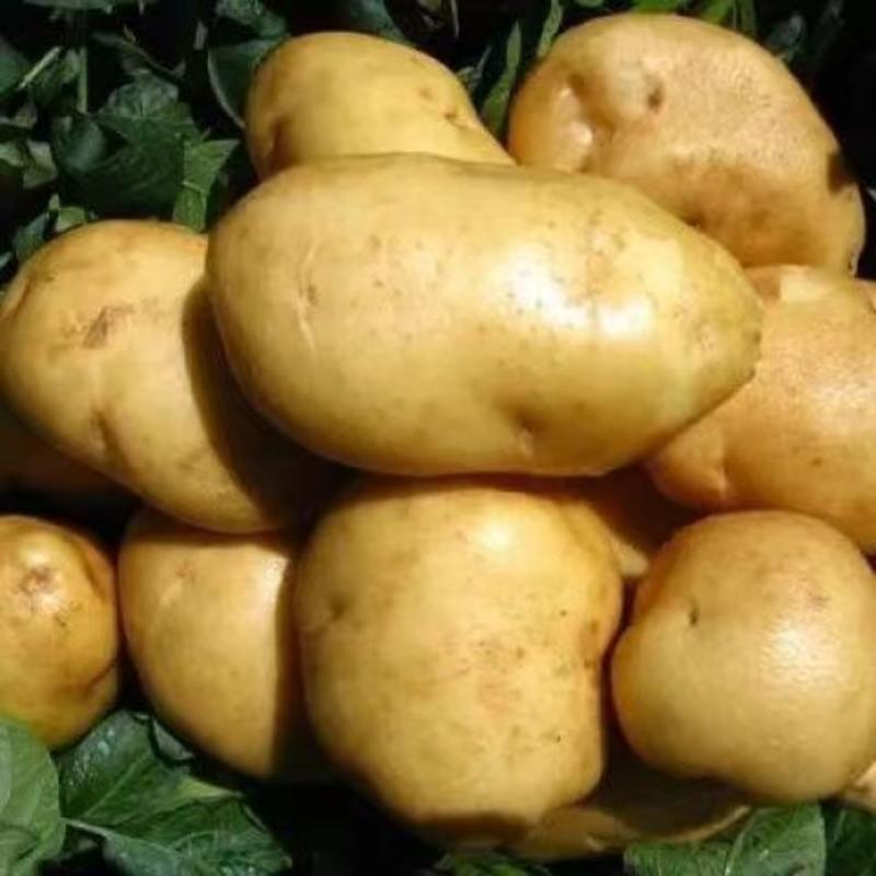 河北张家口土豆大量供应，黄心土豆，顾客至上诚信为本！！