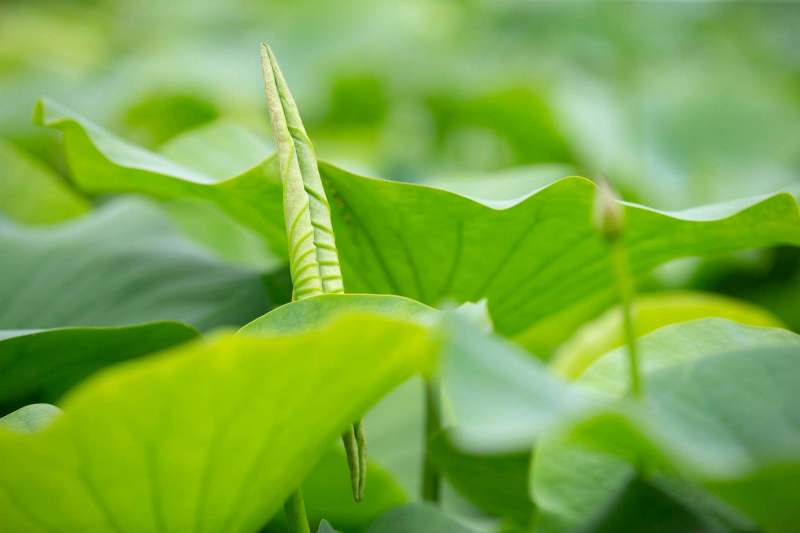 鲜荷叶荷叶莲叶微山湖一吨起批全国各地发均可直达
