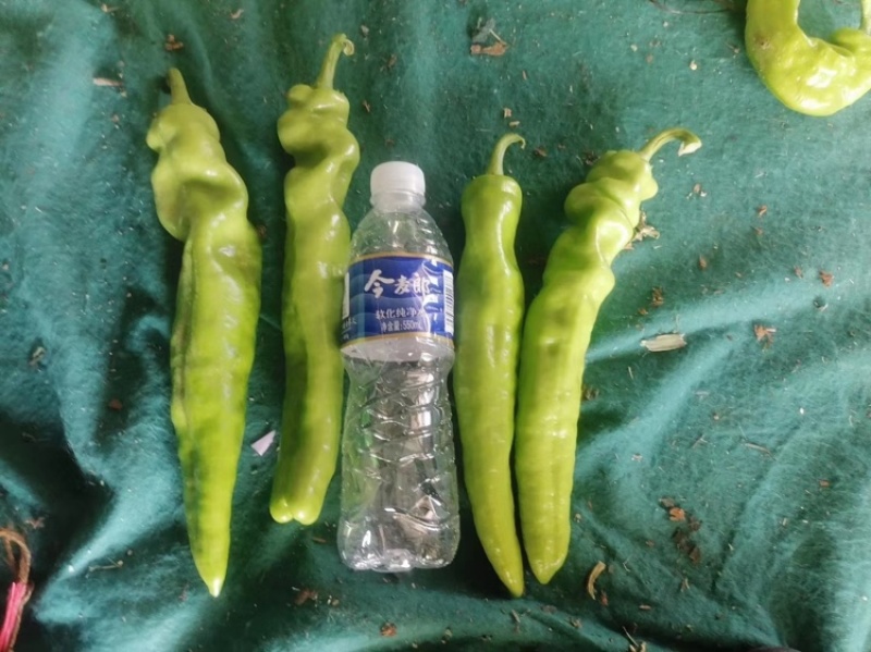 精品尖椒品种都有诚信经营货源充足