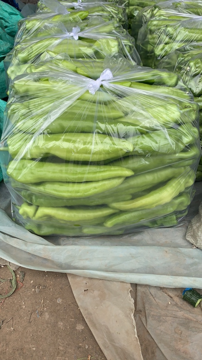 精品尖椒品种都有诚信经营货源充足