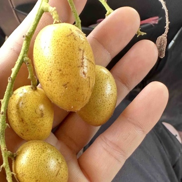 广东茂名电白区鸡心黄皮果上市了，少核肉厚，专业代收代发