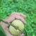 10万斤蜂糖李陆续上市