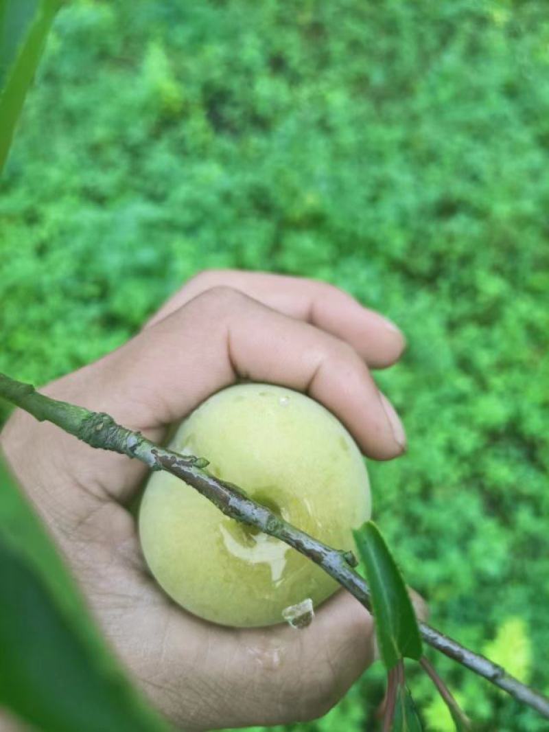 10万斤蜂糖李陆续上市
