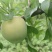 10万斤蜂糖李陆续上市
