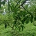 10万斤蜂糖李陆续上市