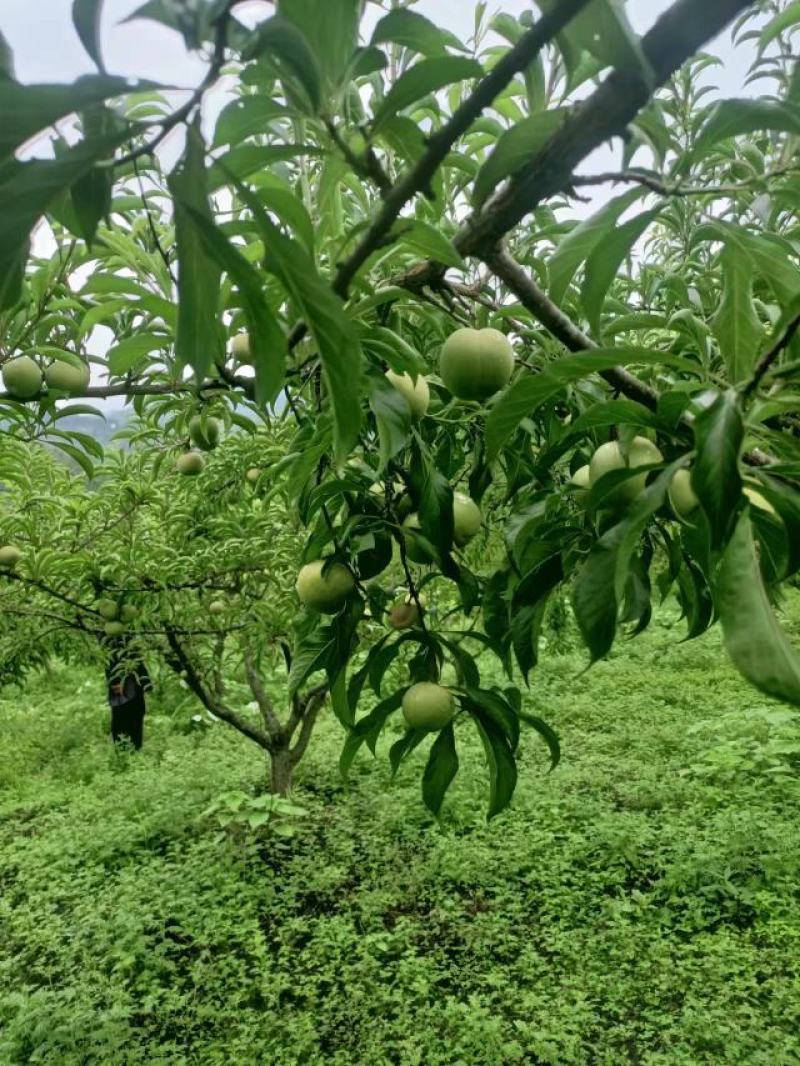 10万斤蜂糖李陆续上市