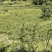 10万斤蜂糖李陆续上市