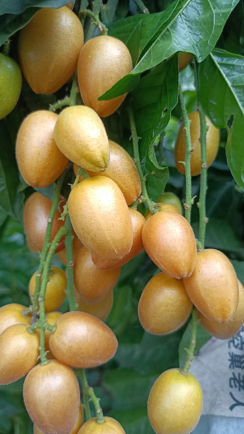 郁南鸡心黄皮，色泽金黄，可以生津止渴，消食健胃夏季水果