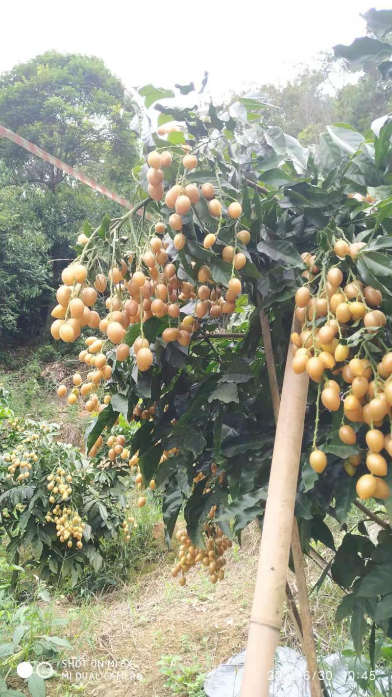 郁南鸡心黄皮，色泽金黄，可以生津止渴，消食健胃夏季水果