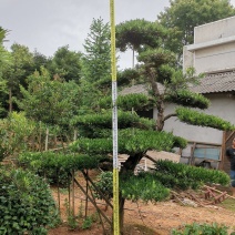 造型罗汉松工程苗