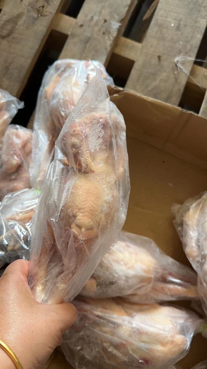 一级三黄鸡单只套袋直腿