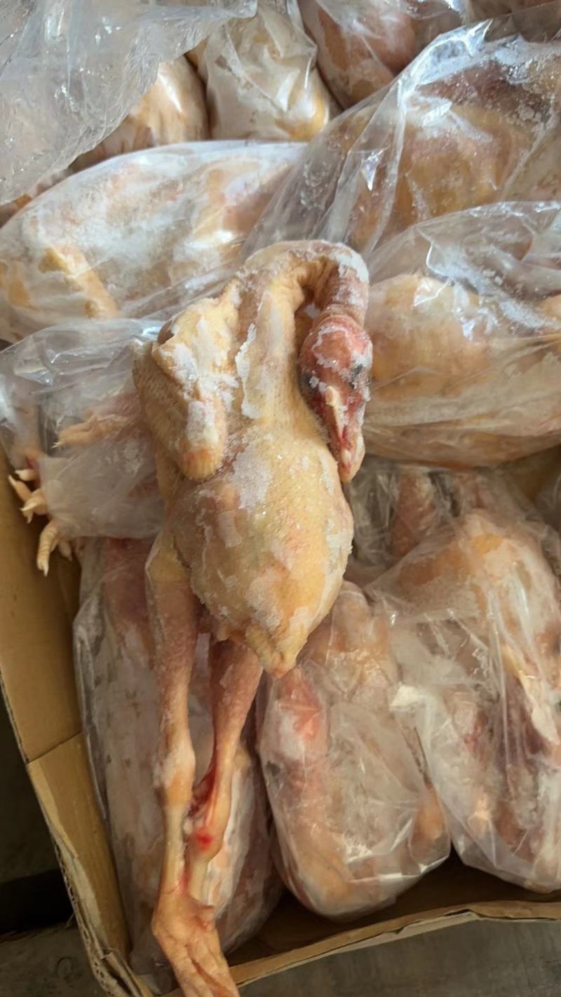 一级三黄鸡单只套袋直腿