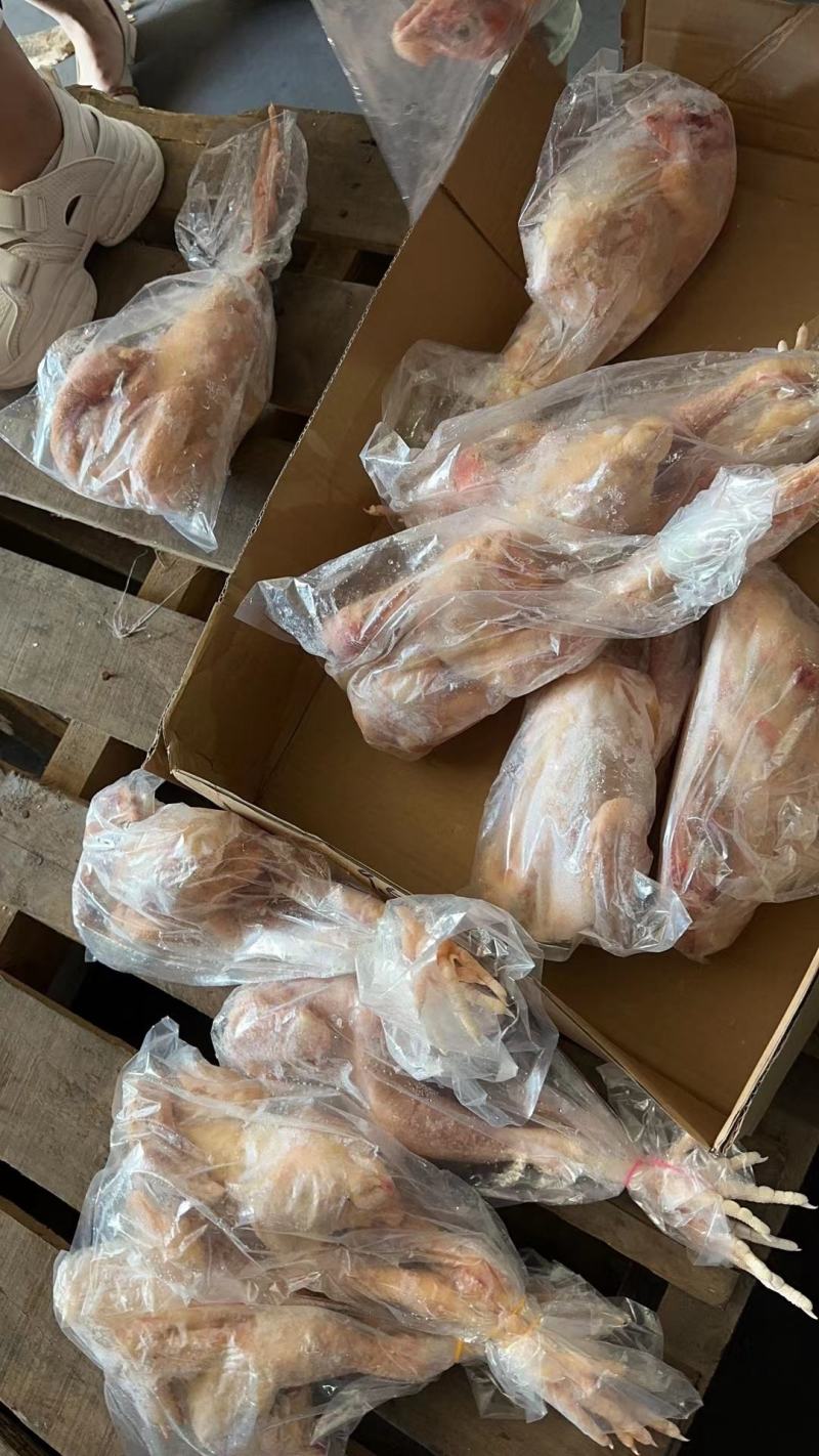 一级三黄鸡单只套袋直腿