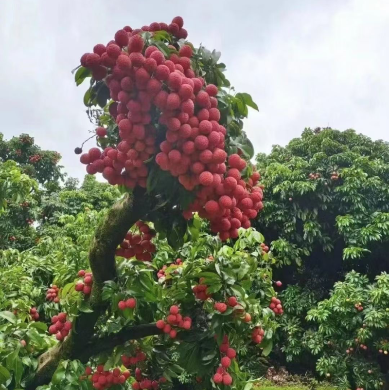 六月红荔枝