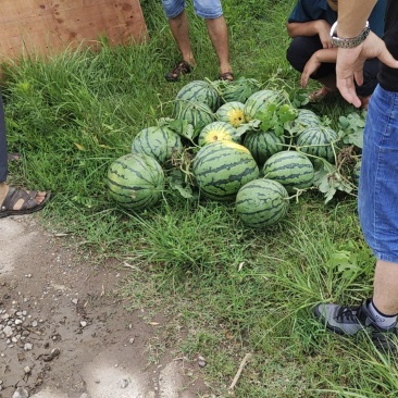 口感好。皮薄，，，需要的快点来联系我哦，，，