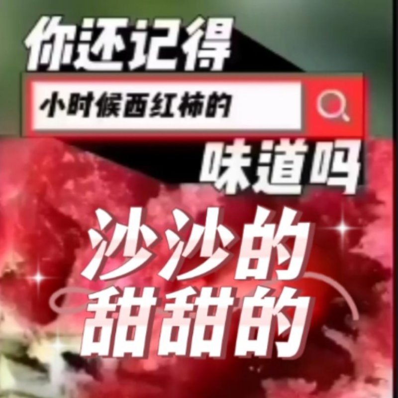 越冬沙瓤水果柿子苗老味番茄苗抗病毒抗裂耐运高产大果番茄苗