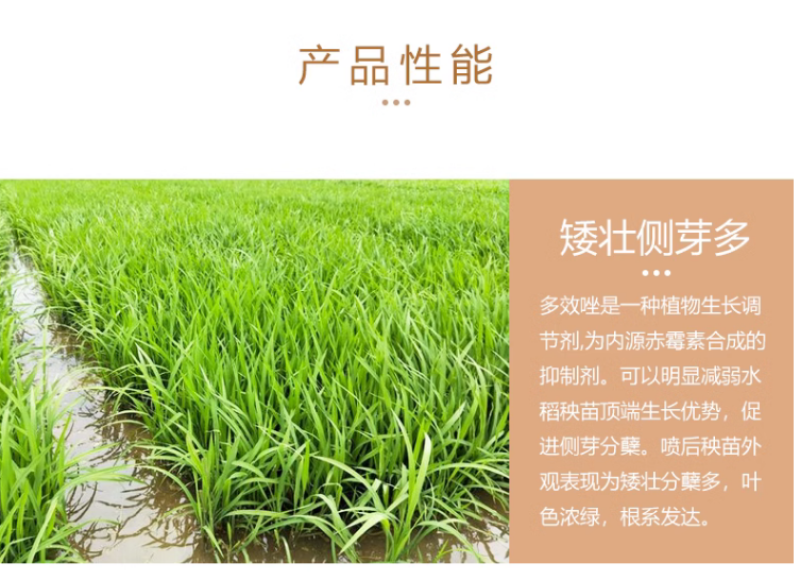 江苏建农15%多效唑控制生长控旺矮壮素调节生长增产