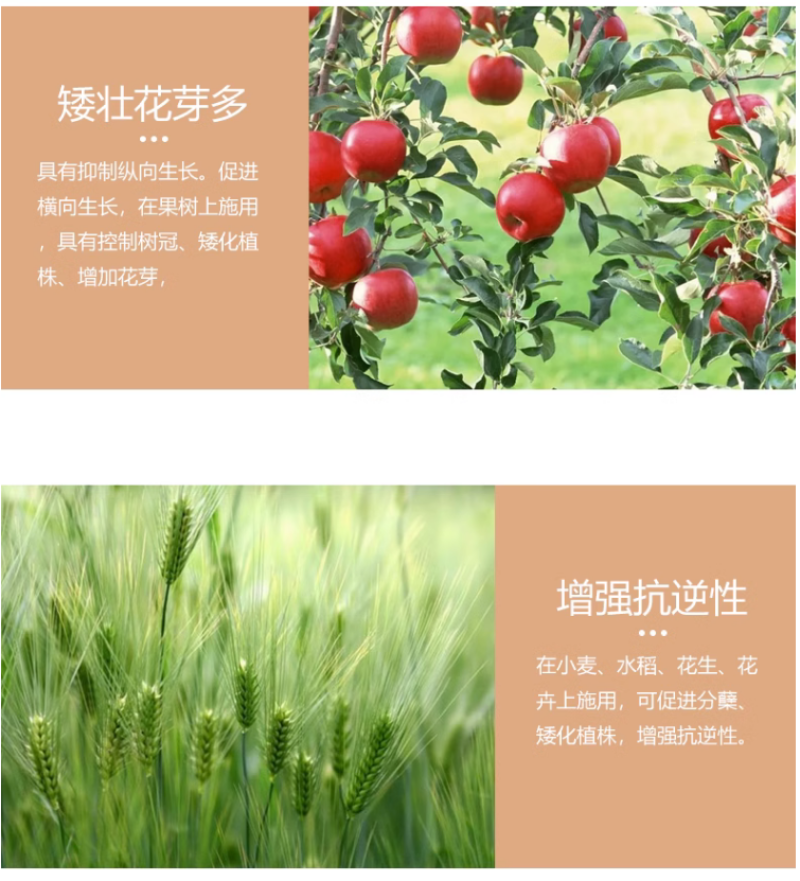 江苏建农15%多效唑控制生长控旺矮壮素调节生长增产