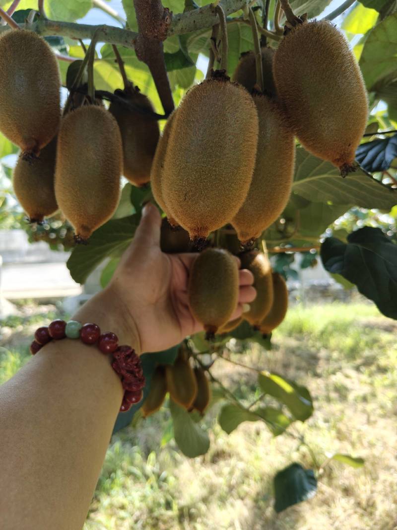 米良一号猕猴桃产地直发日供十万对接商超电商团购批发
