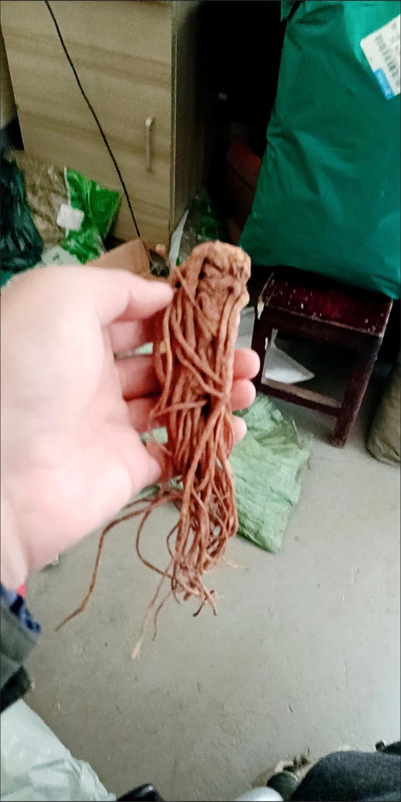 中药材岷县当归个当归全当归个当归个整条当归包邮另有当归片