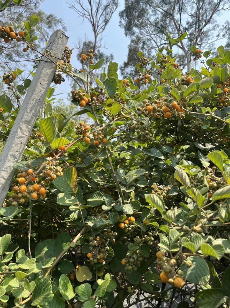 无刺黄泡优质苗木云南基地直发