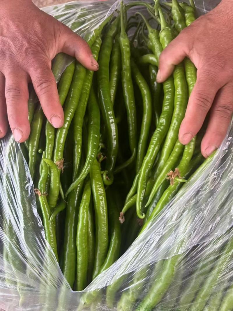精品线椒大量上市，全国代发，货源充足，保证质量。
