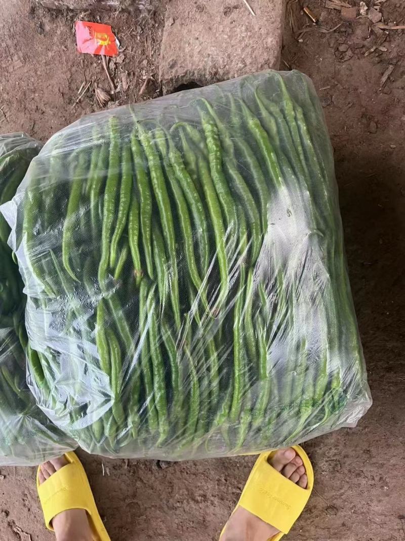 精品线椒大量供货，代发全国，万亩基地，诚信经营。