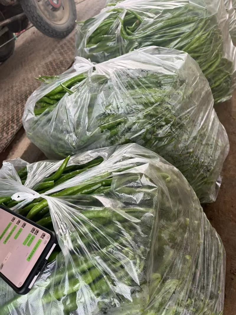 精品线椒大量供货，代发全国，万亩基地，诚信经营。