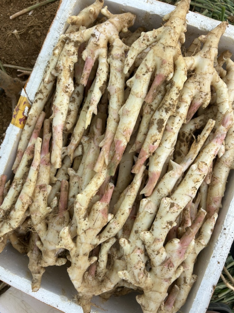 精品泥巴姜