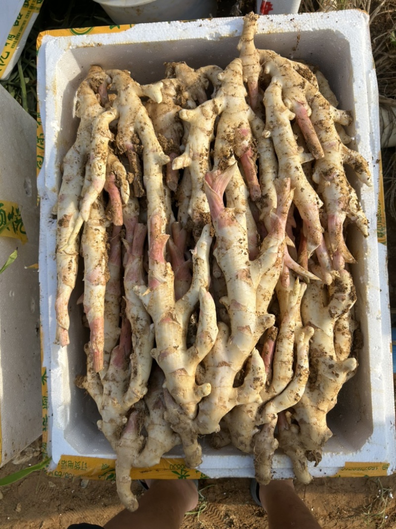 精品泥巴姜