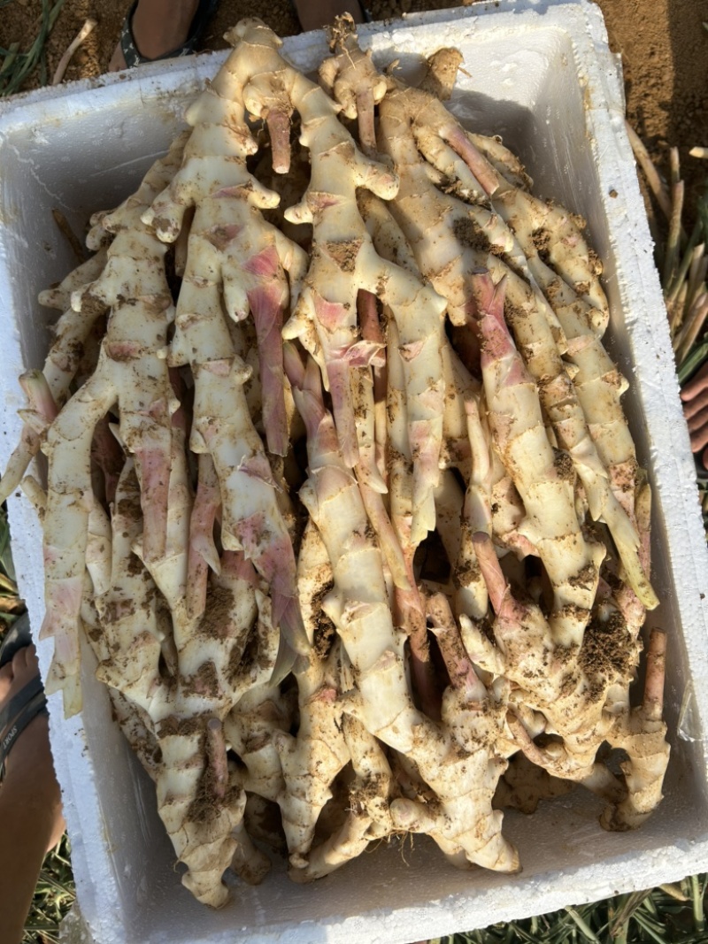 精品泥巴姜