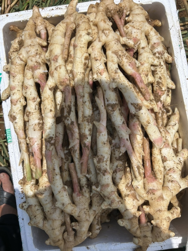 精品泥巴姜