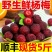 杨梅新鲜现货云南应季时令野生鲜果酸甜孕妇水果直发当季整箱