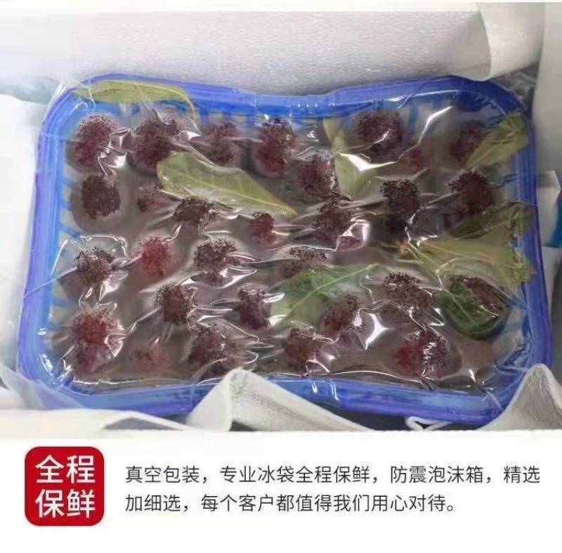杨梅新鲜现货云南应季时令野生鲜果酸甜孕妇水果直发当季整箱