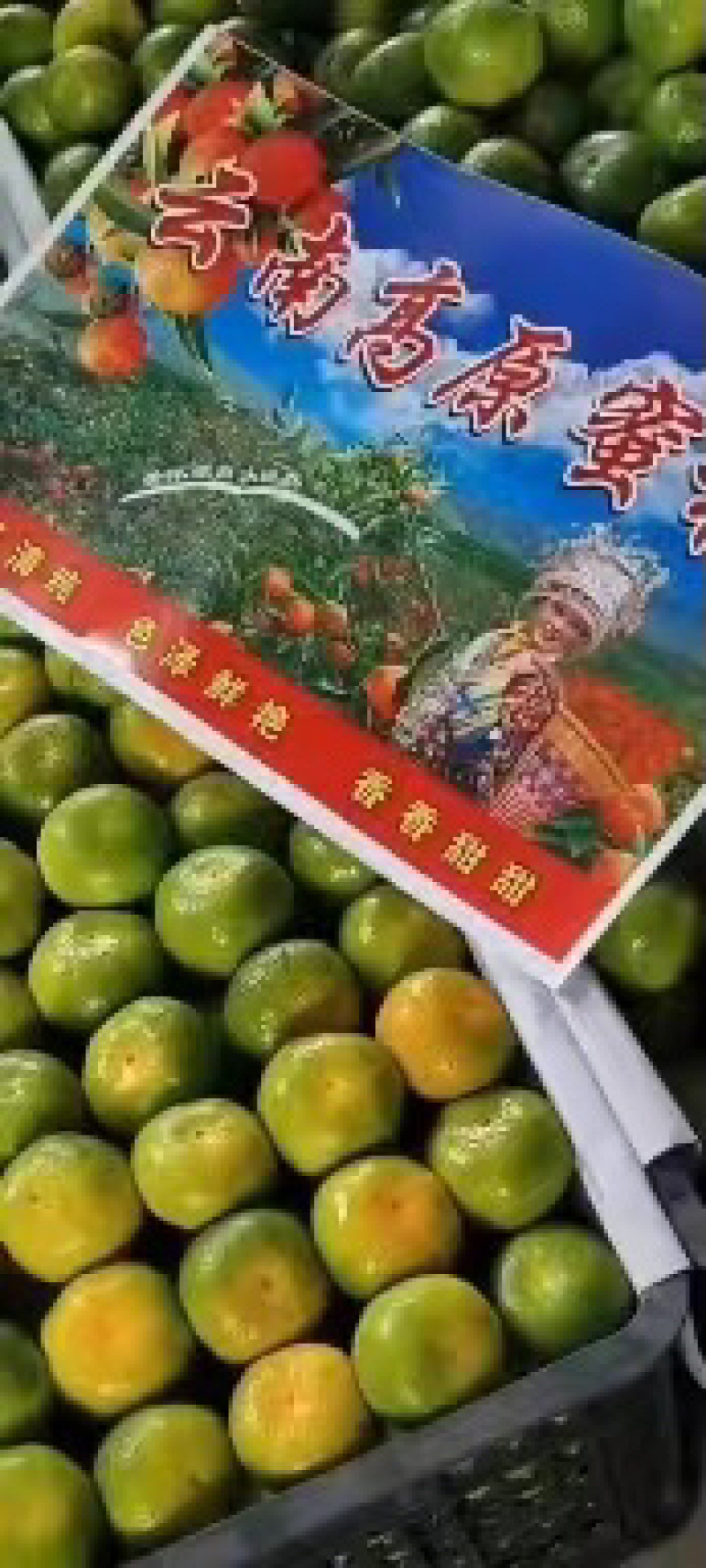 云南特早蜜桔