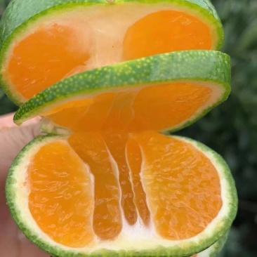 云南特早蜜桔