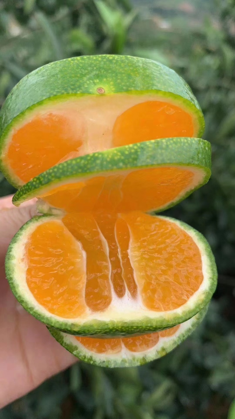 云南特早蜜桔